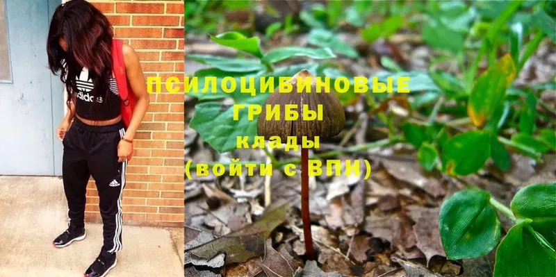 купить закладку  Березники  гидра как войти  Псилоцибиновые грибы Psilocybine cubensis 